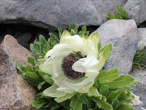 天山雪莲的功效与作用