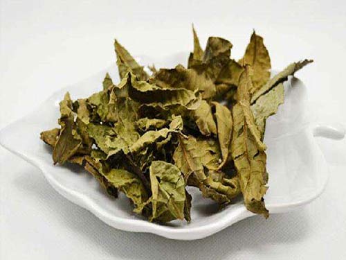 青钱柳的功效与作用