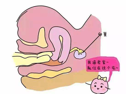 卵巢