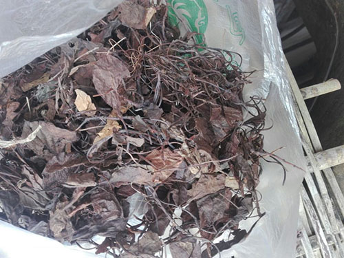 鹿衔草的功效与作用