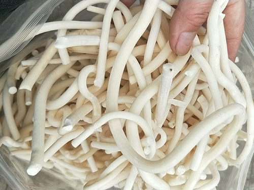 通草的作用