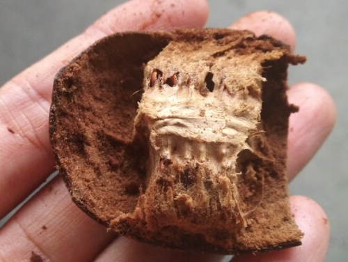咳嗽最怕的三種水果 三種水果止咳最快