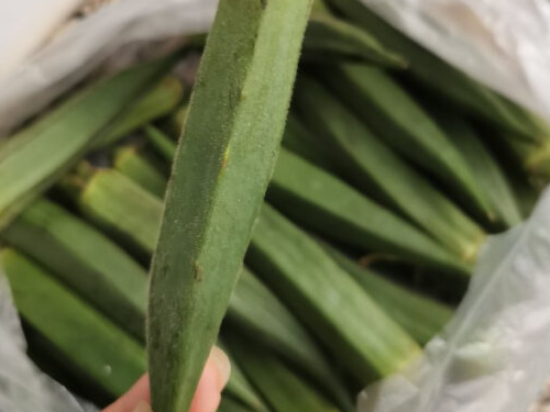 女人吃秋葵的七大好处，延缓衰老/提高免疫力/改善皮肤
