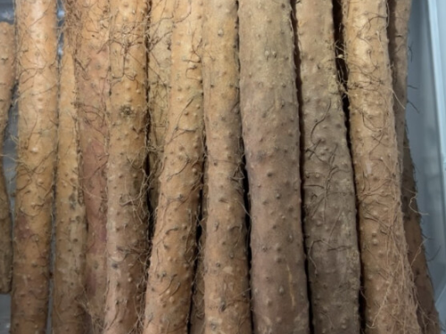 每个人削山药都会痒吗 山药痒怎么快速止痒