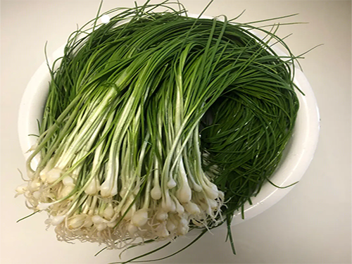 吃野葱的三大禁忌 野葱的功效和危害