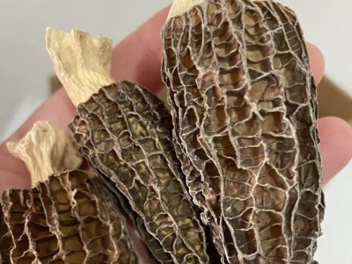 三種人不宜吃羊肚菌，孕婦/過敏體質(zhì)者/肝臟功能不良者