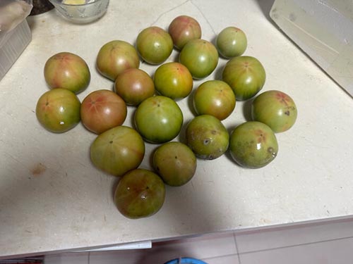 青番茄吃了会中毒吗