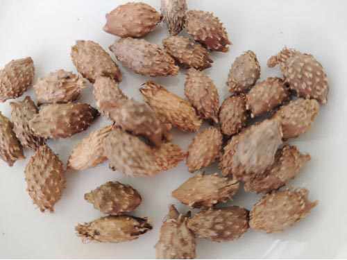 苍耳子的功效与作用 苍耳子泡水喝正确方法