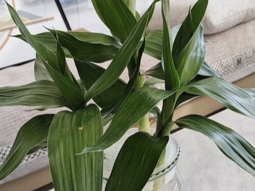 家里養(yǎng)什么花好比較吉利，十大最旺家庭養(yǎng)的花
