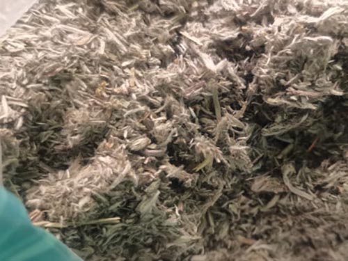 茵陈配什么治肝最好 三种搭配养肝护肝