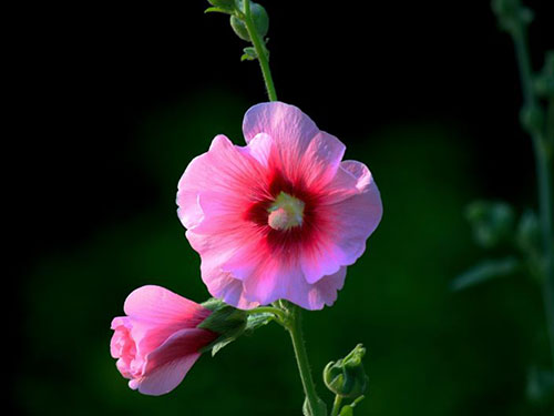 蜀葵花功效