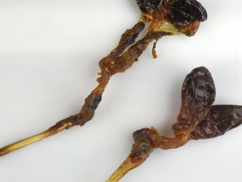 蛇鞭粉多少钱