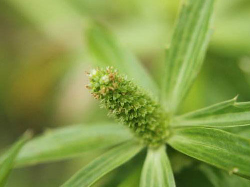 什么?叫假芫茜