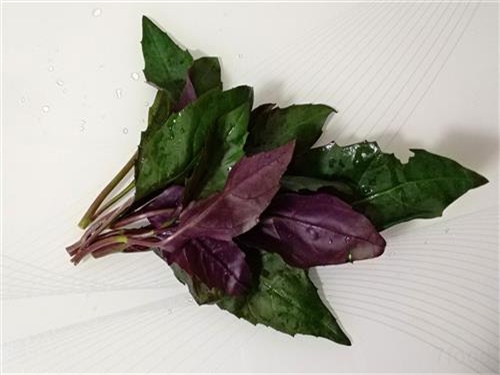 观音菜的功效与作用及食用方法