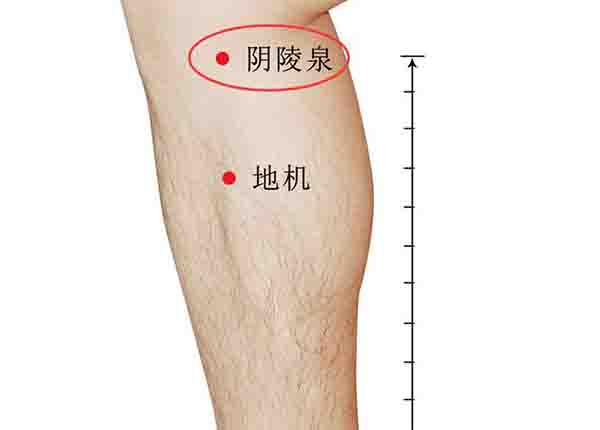 阴陵泉的功效与作用