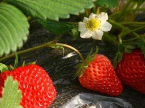 过敏吃什么水果