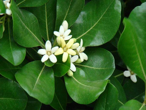 百消代代花的功效