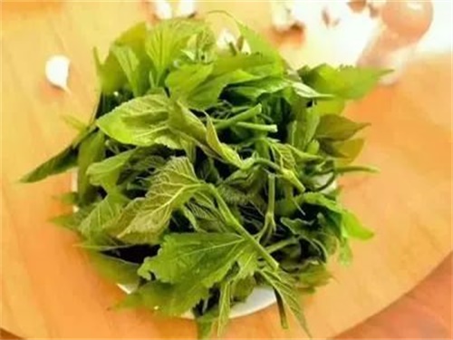 桑叶可以祛斑吗