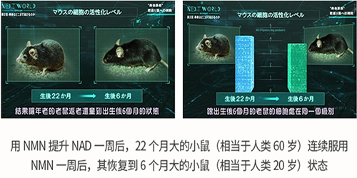 日本nmn9000东西好吗