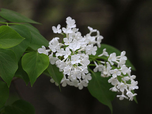 丁香花与丁香叶的功效