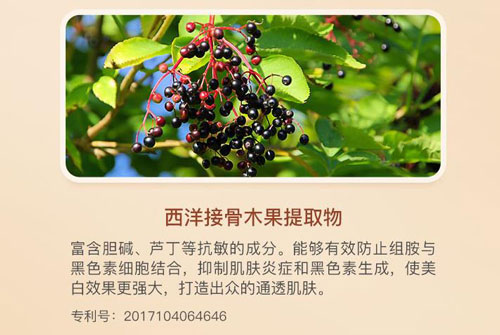 西洋接骨木果提取物