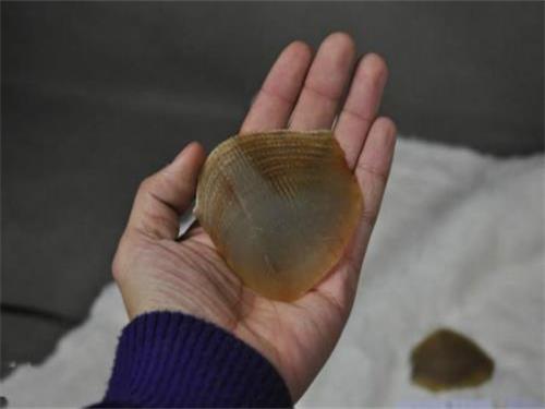 穿山甲鳞片?€么服???