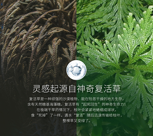 Zedd复活草面膜，超强补水，永远囤不够
