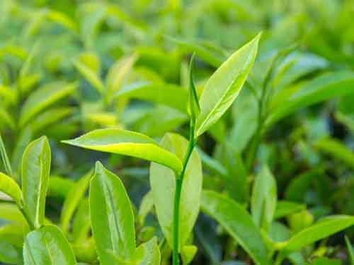 茶树精油祛斑