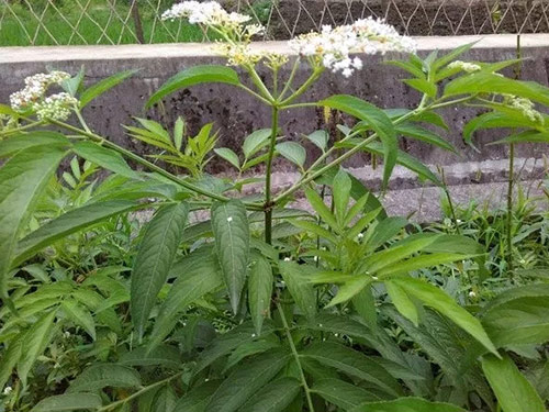 臭草的功效与作用