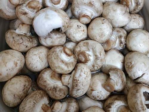 双孢菇的功效与作用