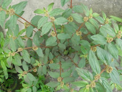 飞扬草的功效与作用