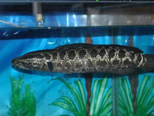 乌鳢的作用与功效