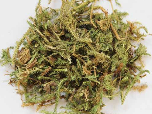 伸筋草的功效