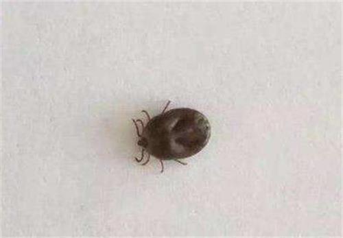 被蜱虫咬了有什??症状