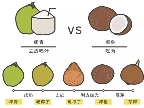 椰青和椰皇的区别