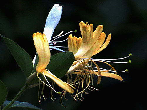 金银花胶囊价格