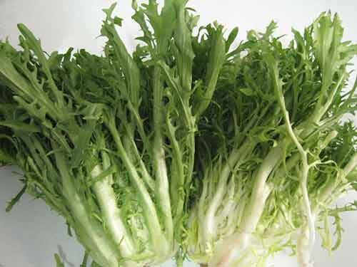 苦苦菜的功效与作用