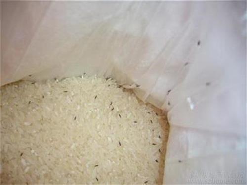米长虫了还能吃吗