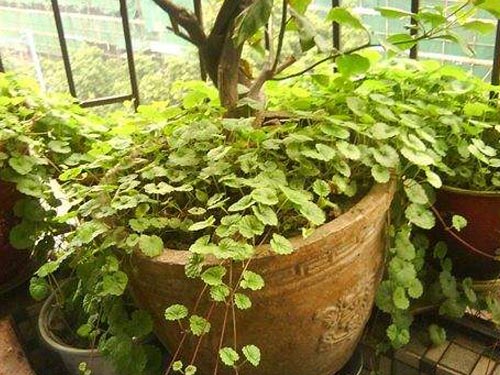 青天葵的功效与作用