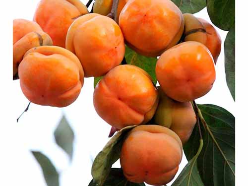 清肺化痰的食???