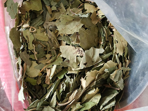 柿叶提取物的作用