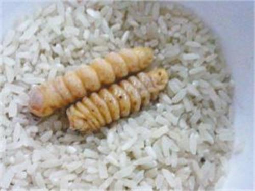 米虫能吃???
