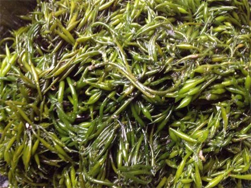 羊栖菜多少钱一??