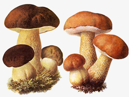 寒凉食物有哪???