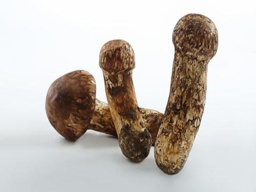 松茸价格 松茸的价格