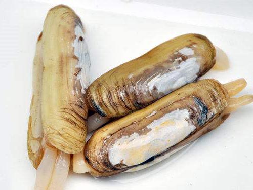 蛏子的营养价值