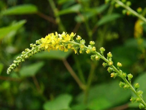 仙鹤草价? ?