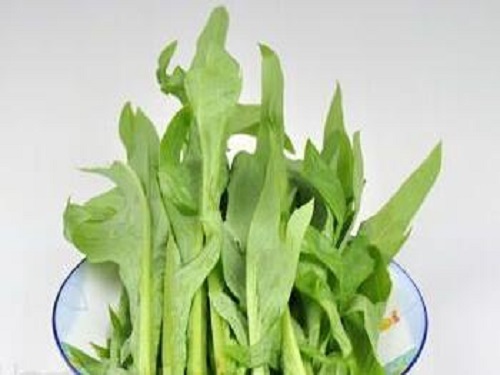 野苦菜的功效与作用