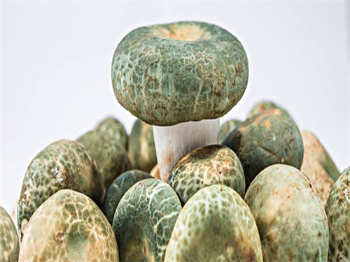 青头菌是什么 青头菌的功效和作用是什么