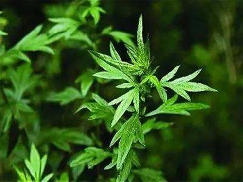 脱敏药